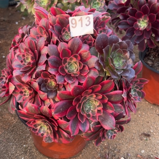 913女妖多肉植物花花