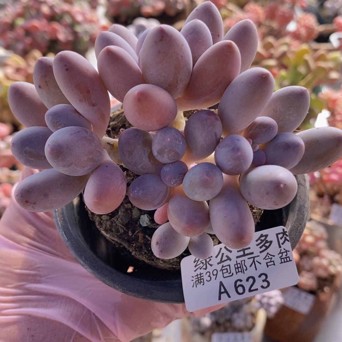 汤圆8cm623多肉植物