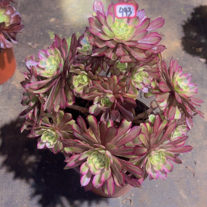 一物一拍奥黛莉443