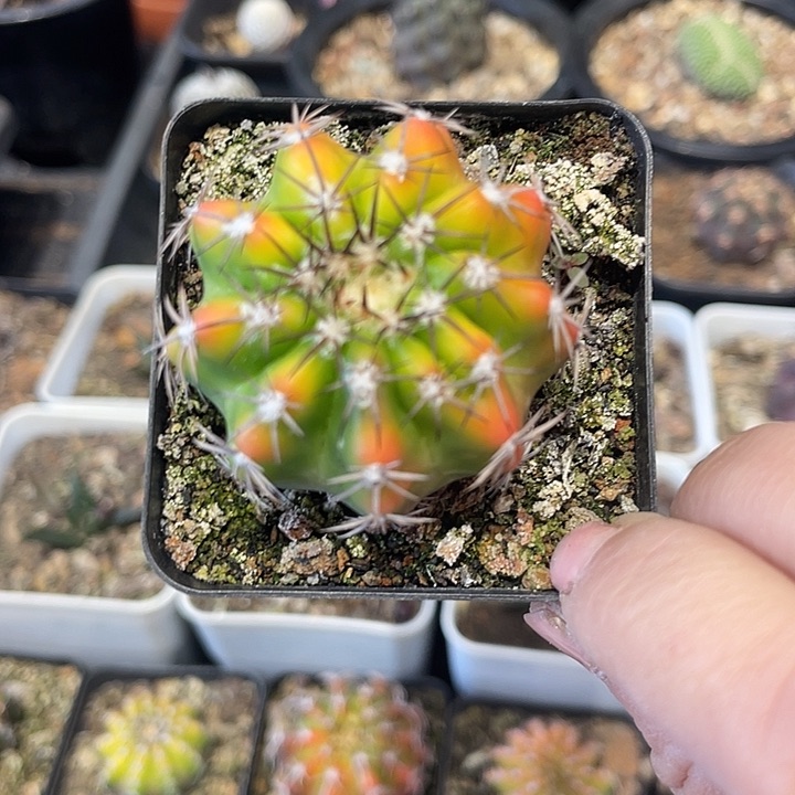 实生奇特球仙人球