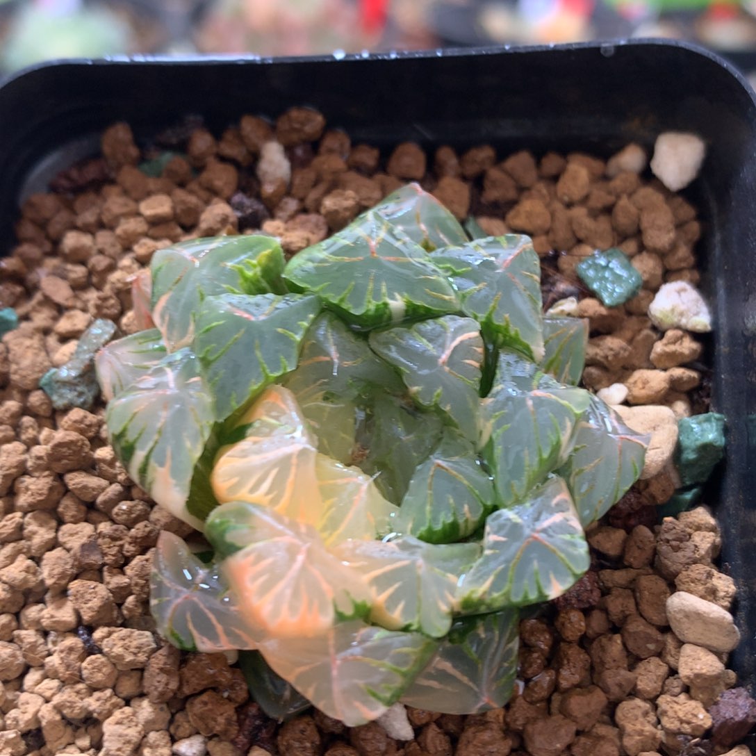 广赖玉露锦，带盆发货