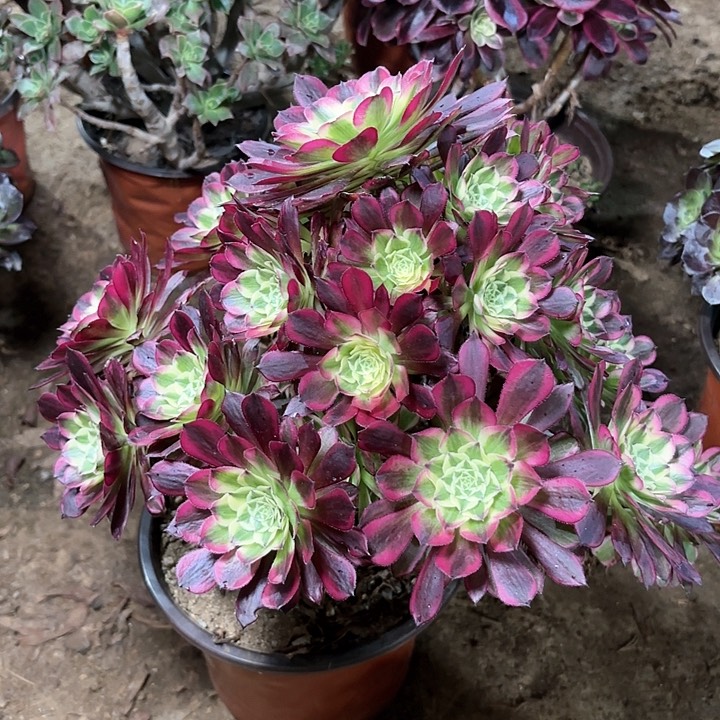 多肉植物法师天合50