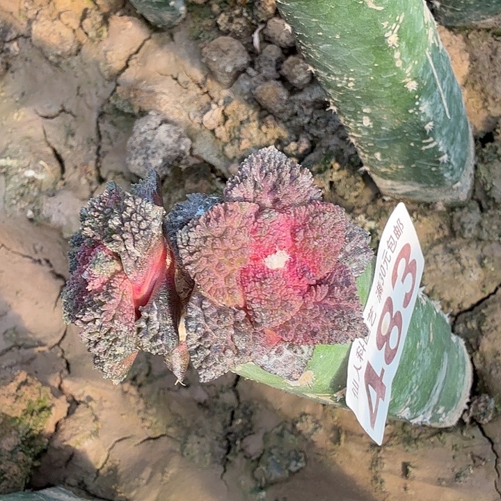 无花朵483艳肌哥斯拉五号最西