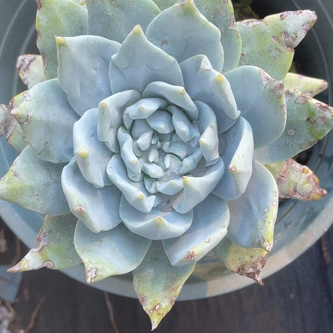 【闪购商品】浦西飞可