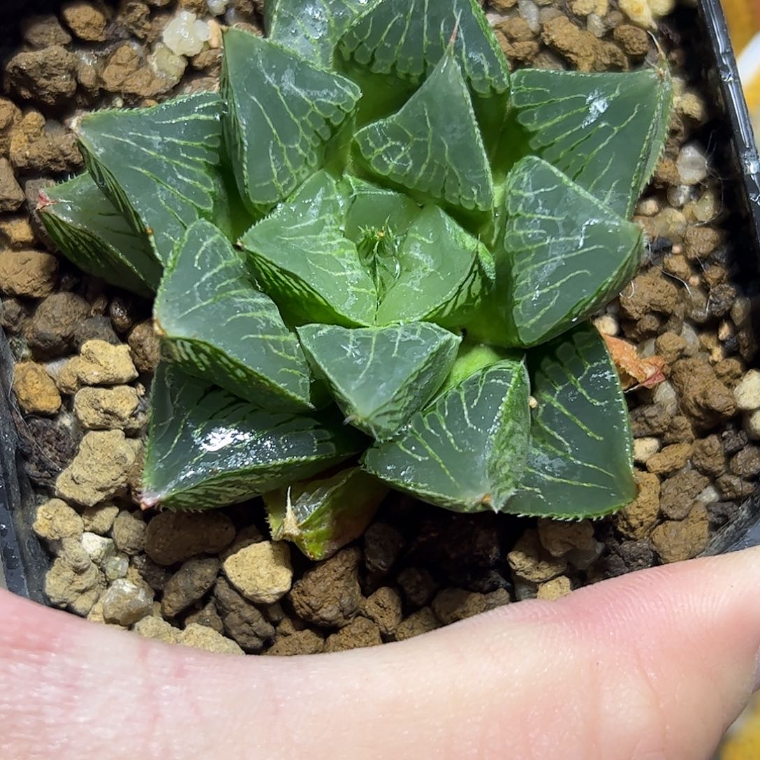 实生寿十二卷多肉植物
