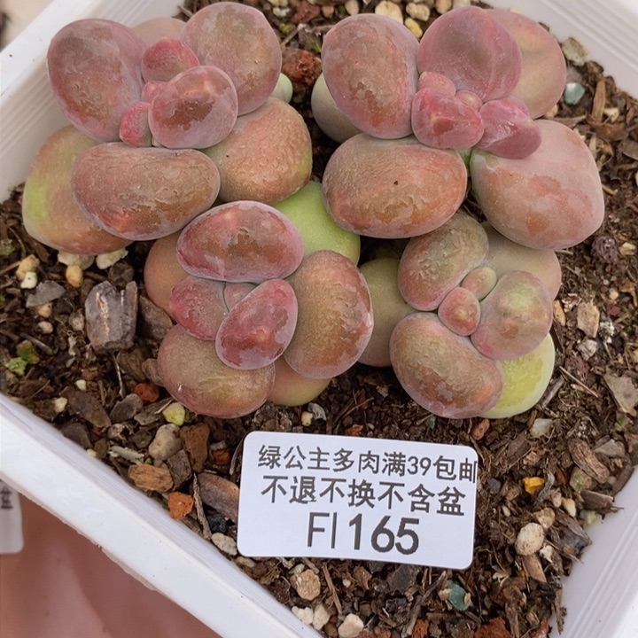芒果奶9cm165多肉植物
