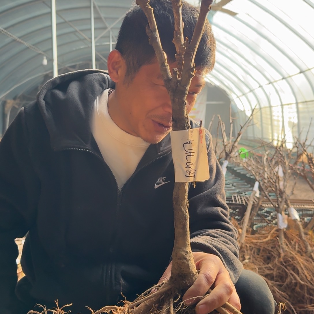 气壮山河独杆009。 