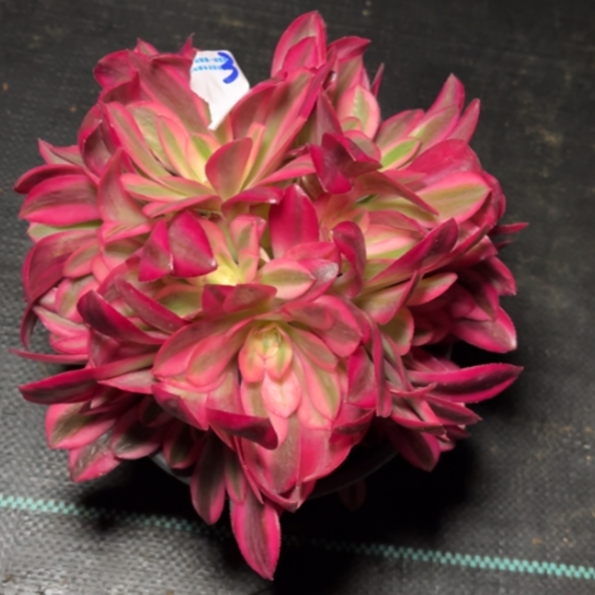 【闪购商品】3美杜莎绣球多肉法师