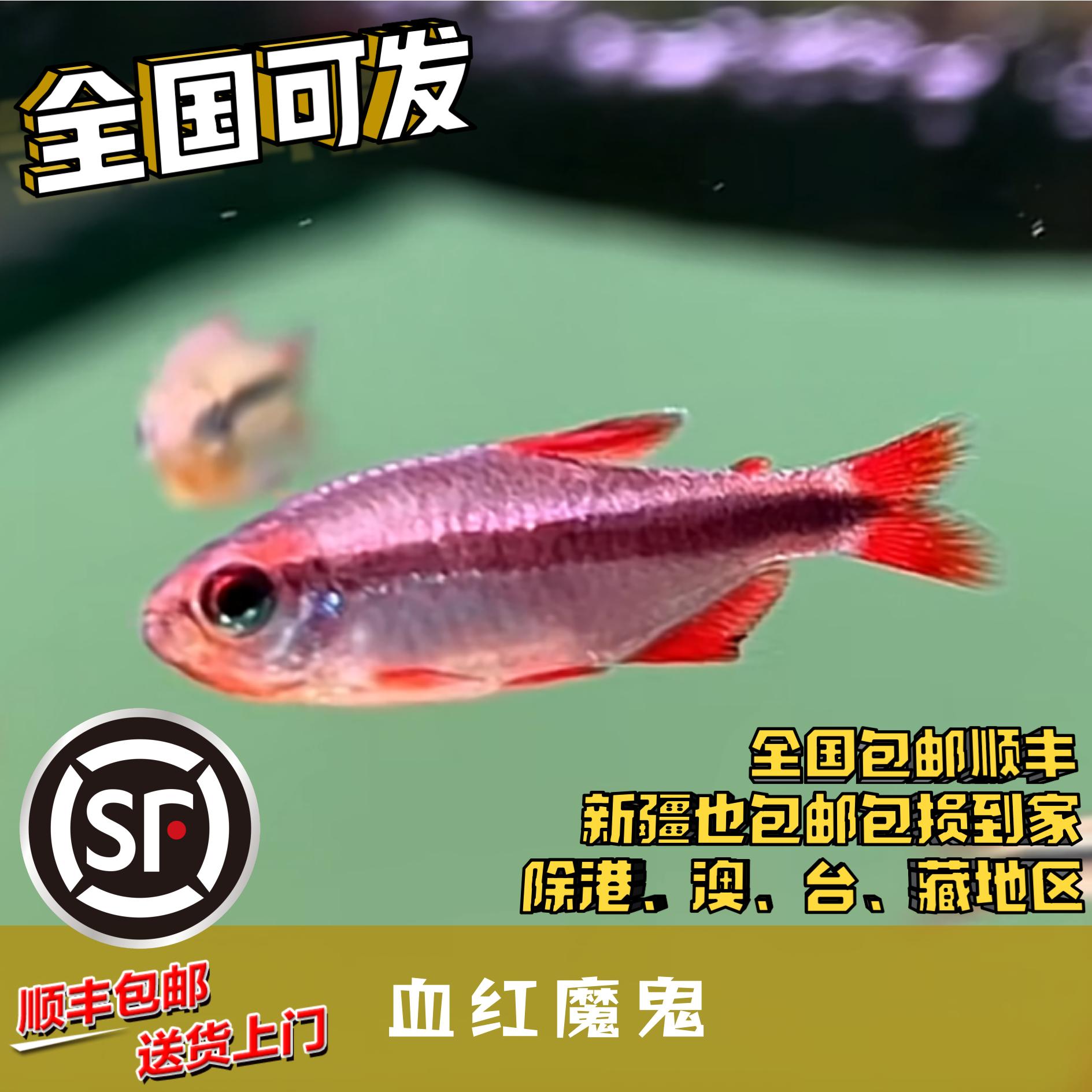 Boo小鱼 血红魔鬼灯鱼 偏远地区任意三单包顺丰空运
