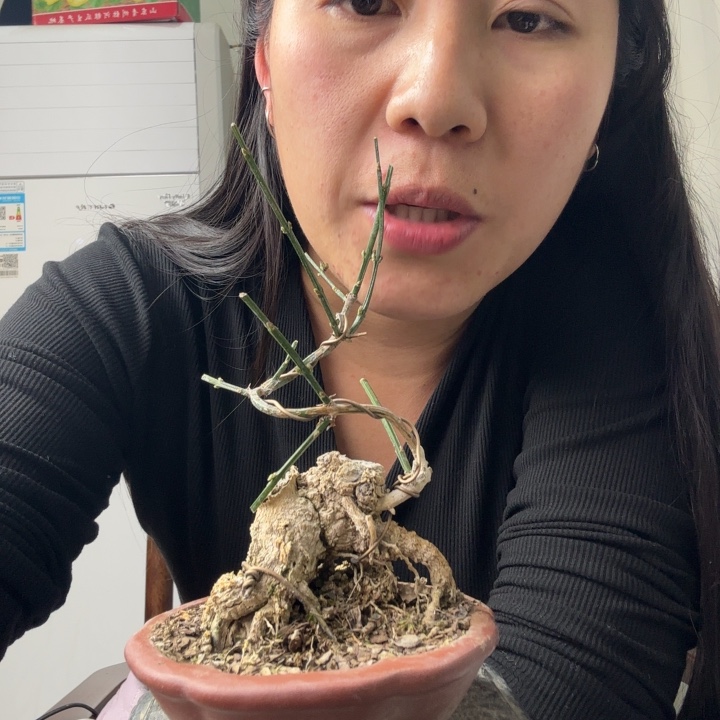 鹏***构盆景是最大亮的点缀