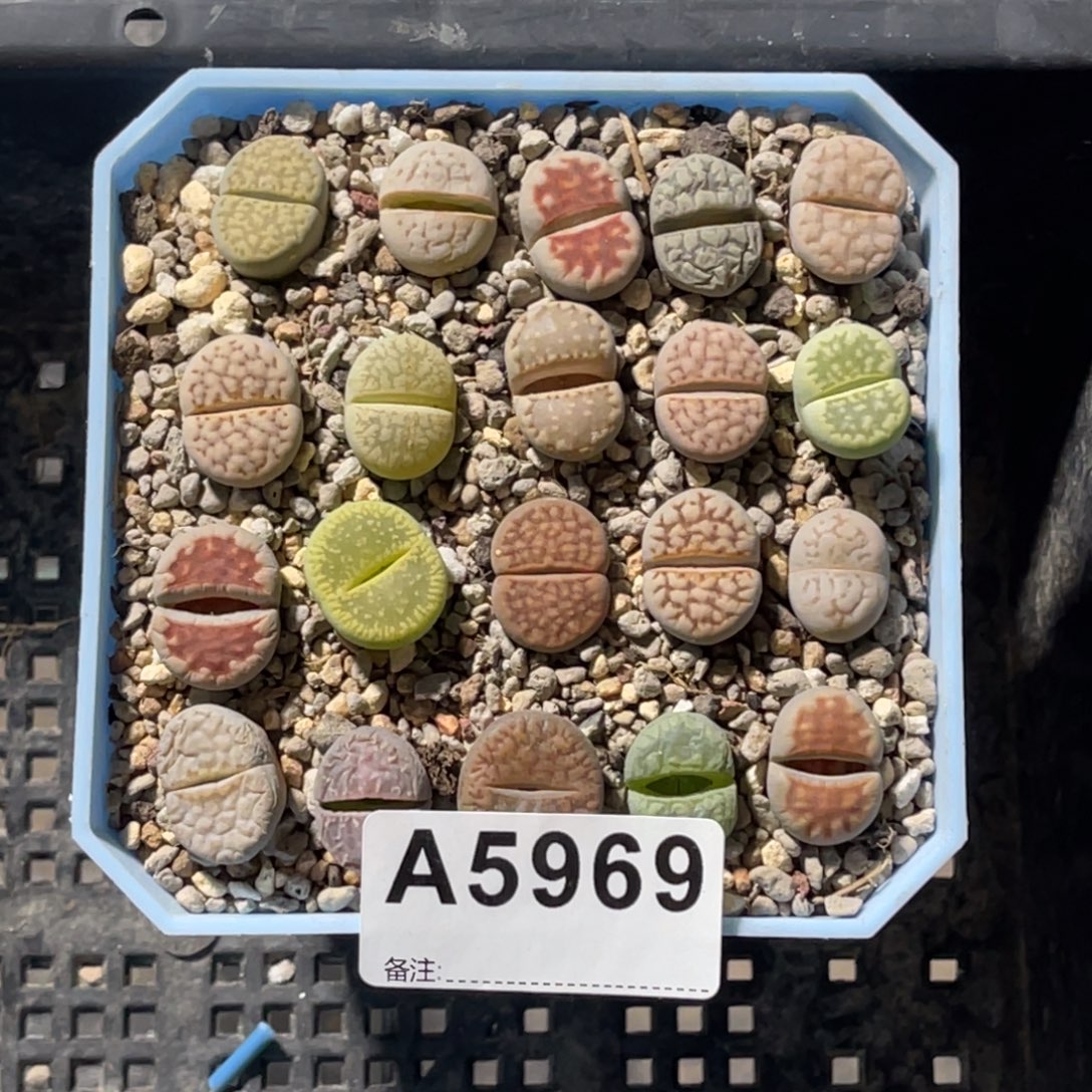 5969彩拼20颗尺寸1.8