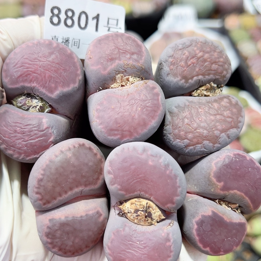 8801 好养易活生石花花大母本6个超级大单脚大长腿特价