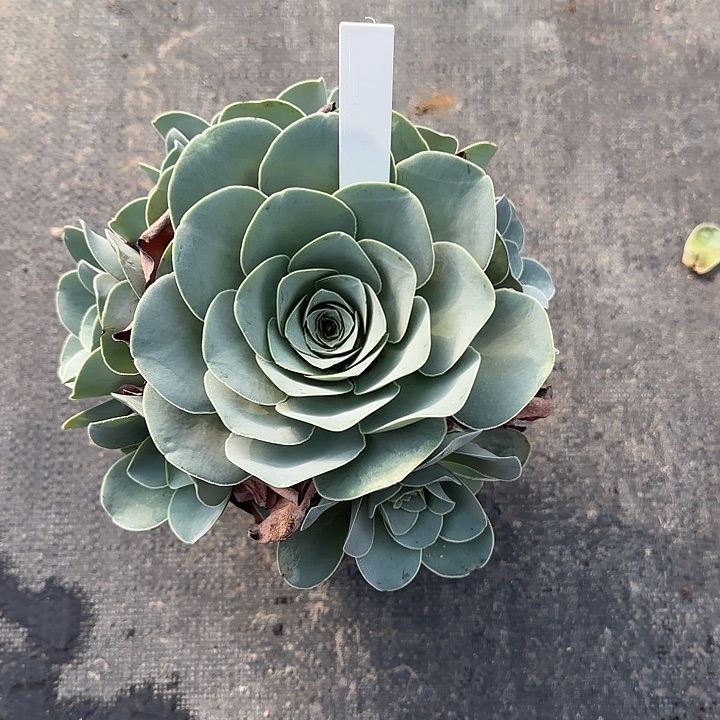 山地玫瑰一物一拍，脱土发，不包断侧芽