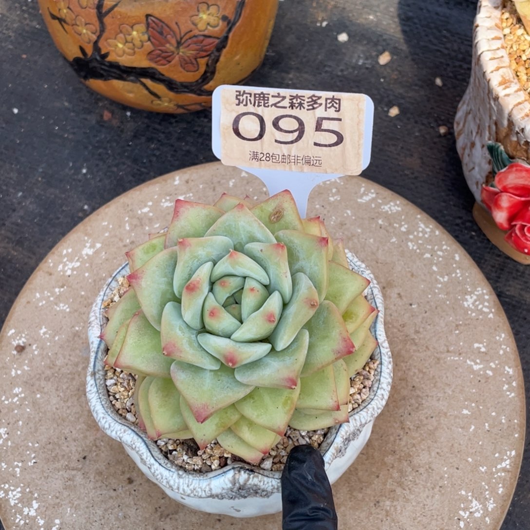 刺***比弥鹿之森多肉0095