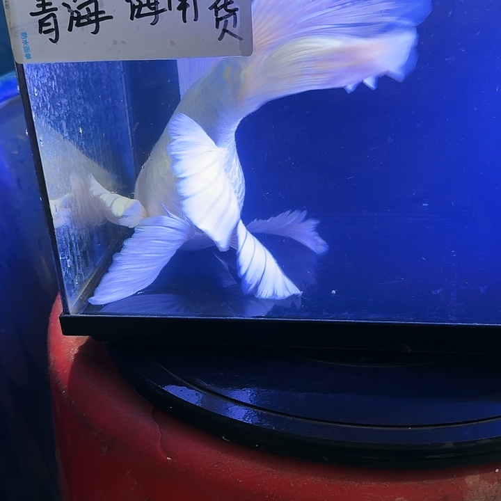 雨***山海水鱼蝴蝶鲤178元