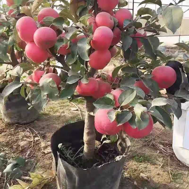 一物一拍苹果老桩盆景