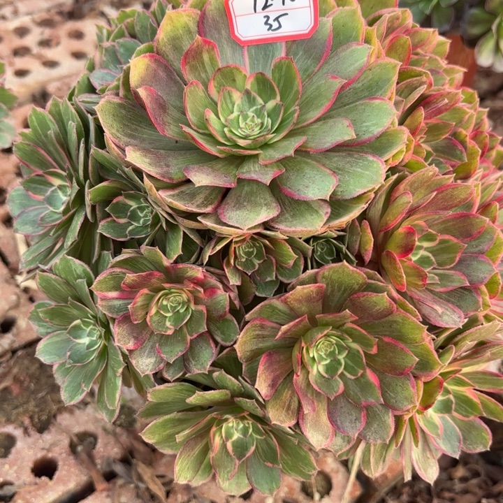 莲花座多肉法师不包损35