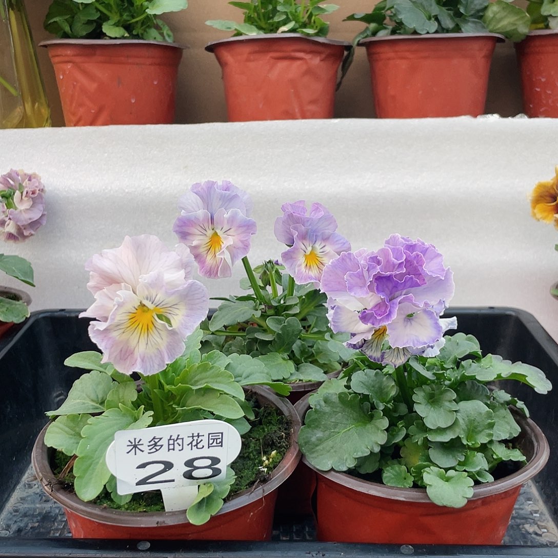 大部分开放少量花苞28