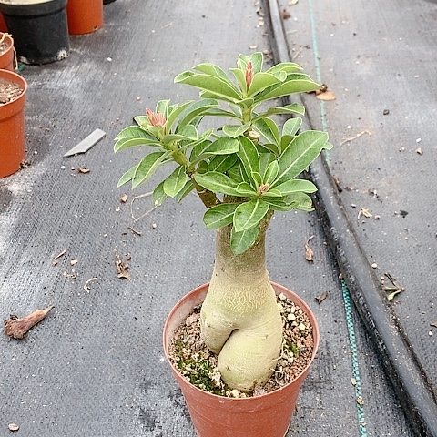 【闪购商品】无花朵用****8