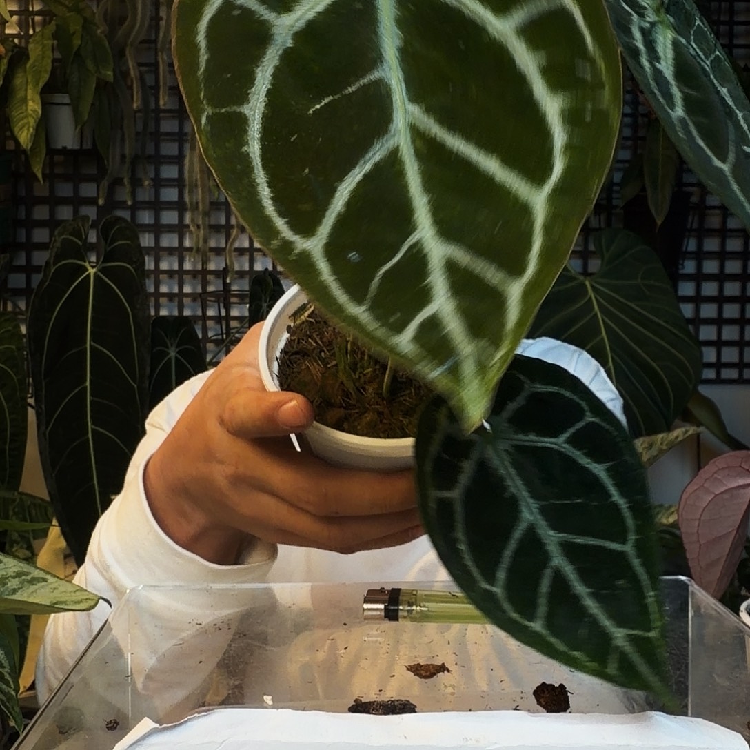 完全开放D62石化锦