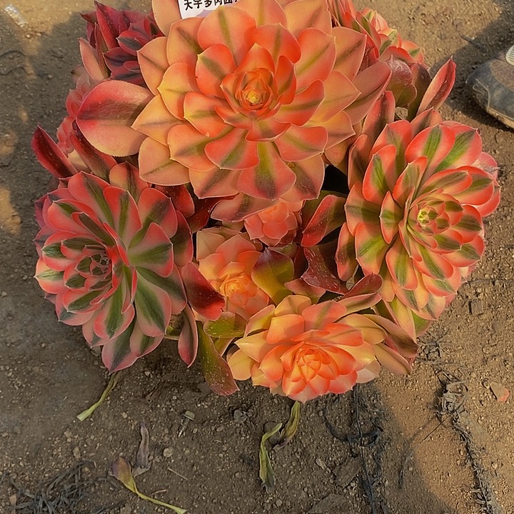 多肉香妃253多肉