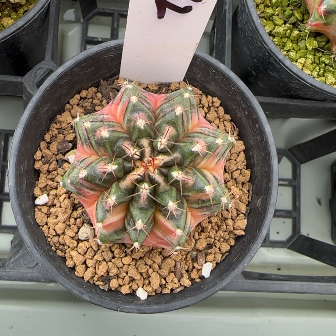 132-0213脱土发多肉