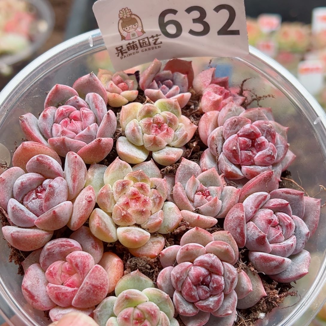 多肉植物多肉植物