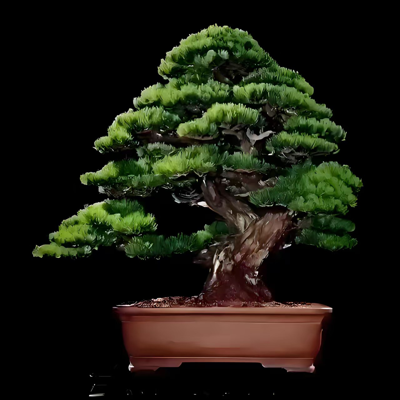 迎客松树盆景花卉四季常青3