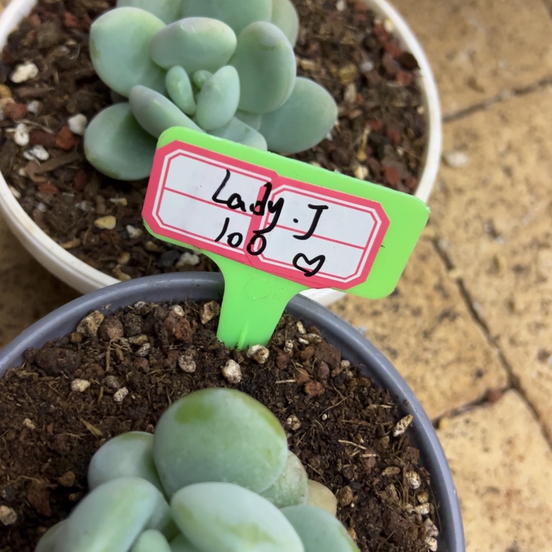 L***J我在等他来呢他来，La100