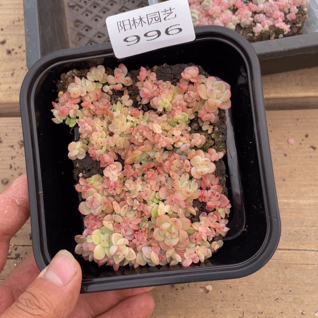 多肉植物多肉植物996