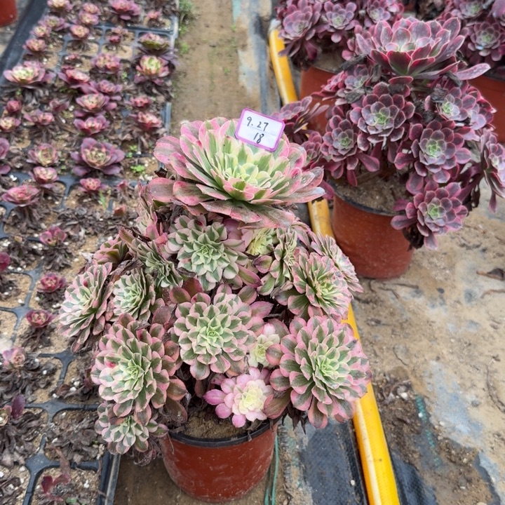 红铜超白多肉植物18