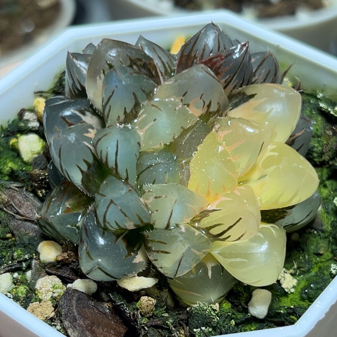 恭喜发财大吉大利870