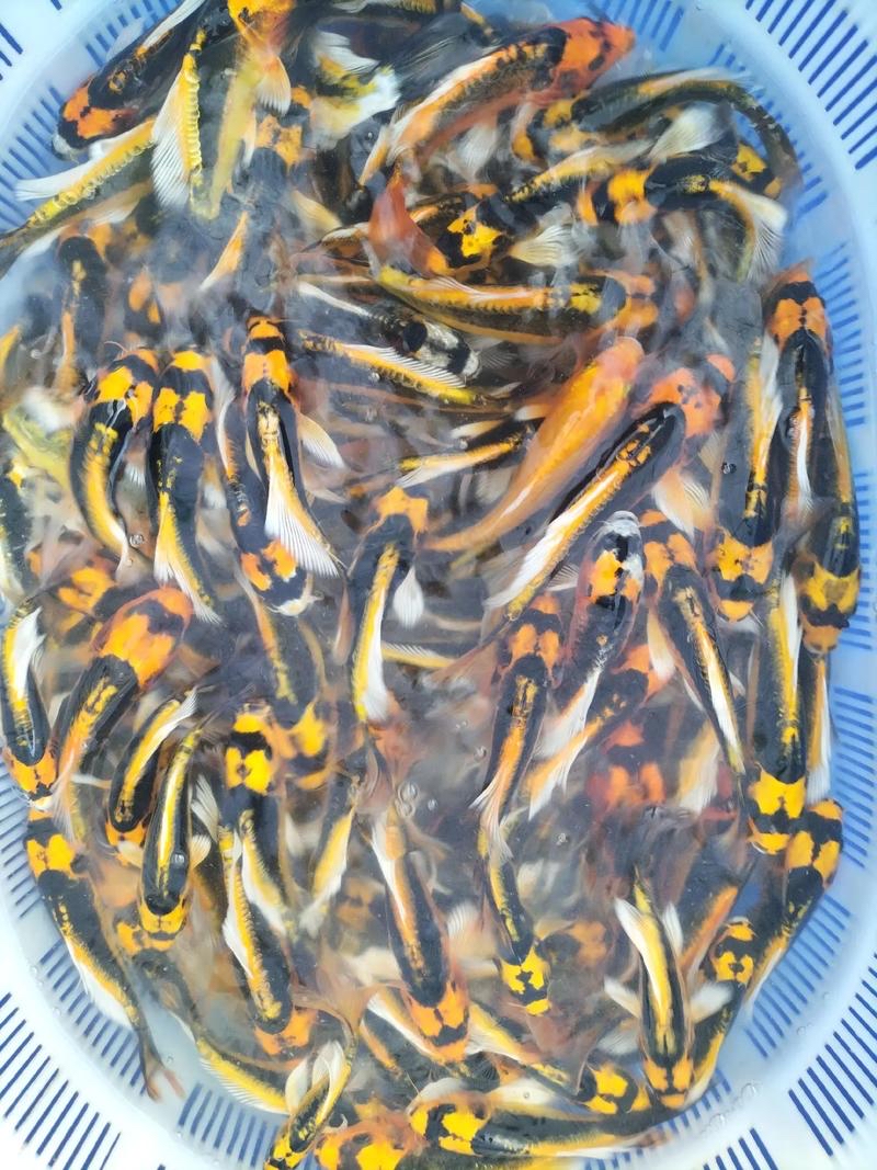 玛雅蝴蝶鲤观赏鱼冷水鱼好养包损（8~15cm）