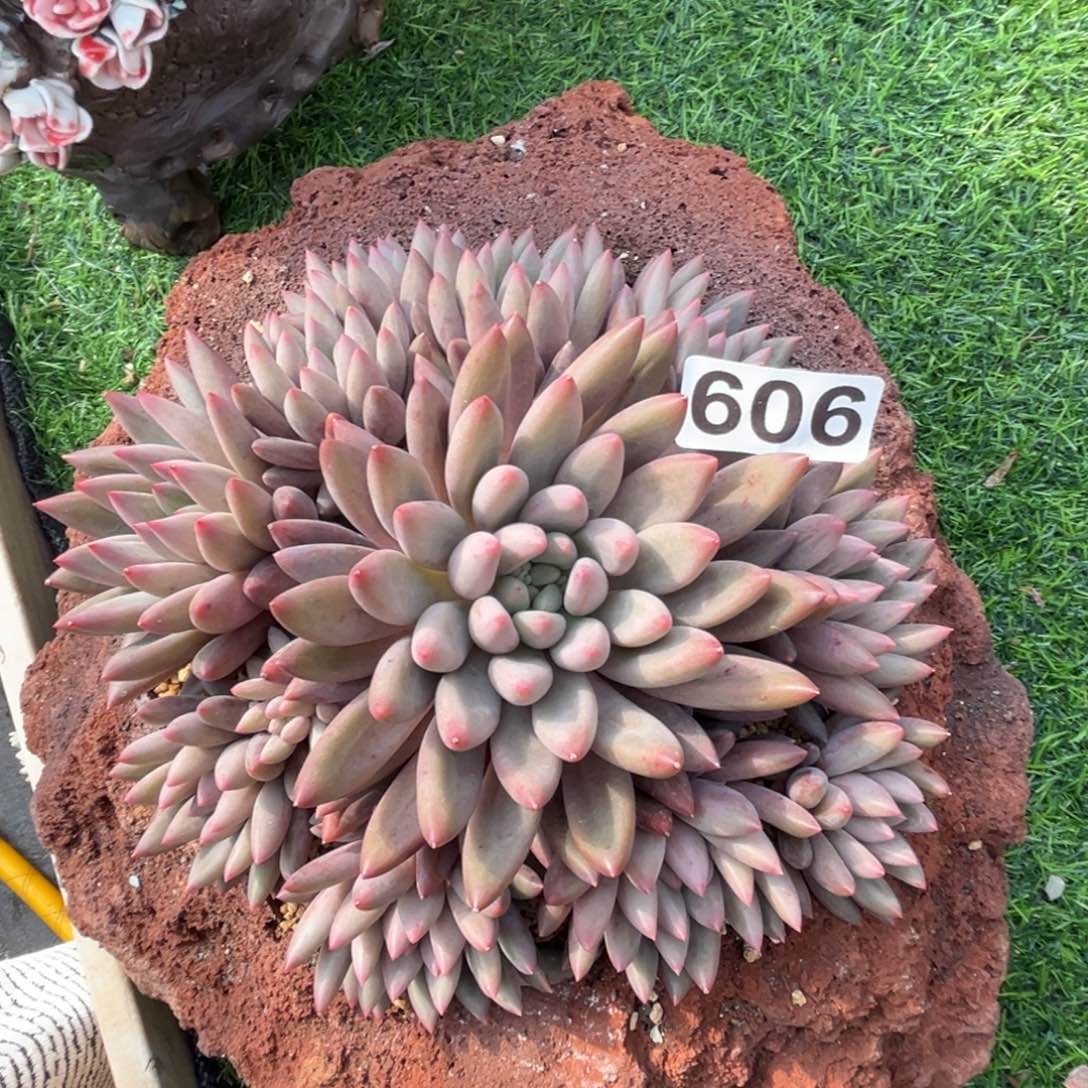 红蜻蜓多肉植物606