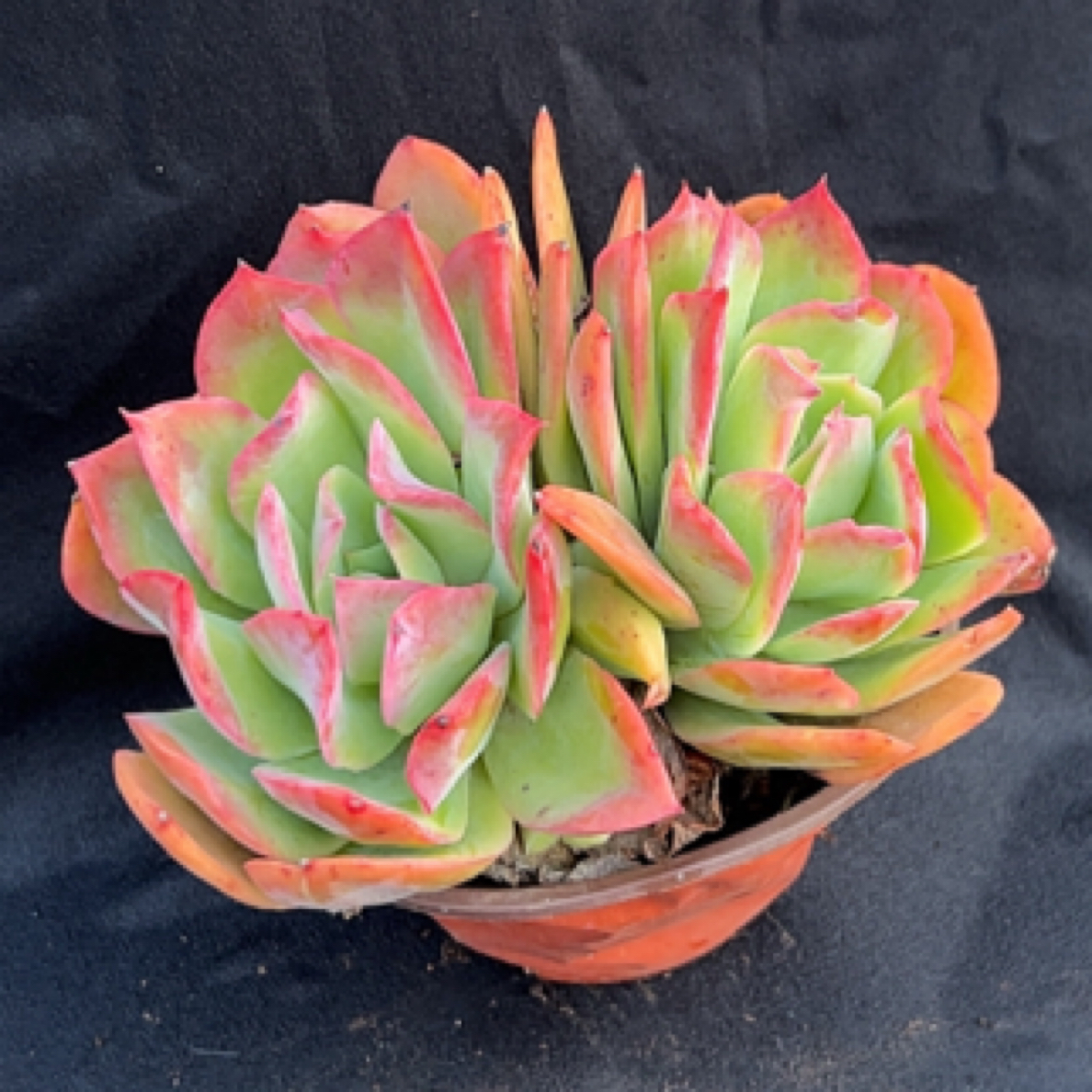 绮罗双头乔伊多肉植物盆栽适合办公室养殖美观好养