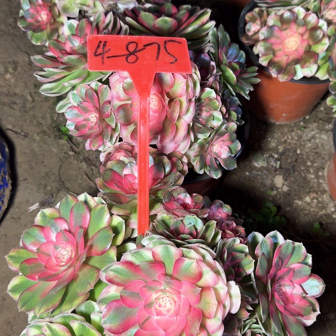 不***系4-875荔枝多肉法师铭文