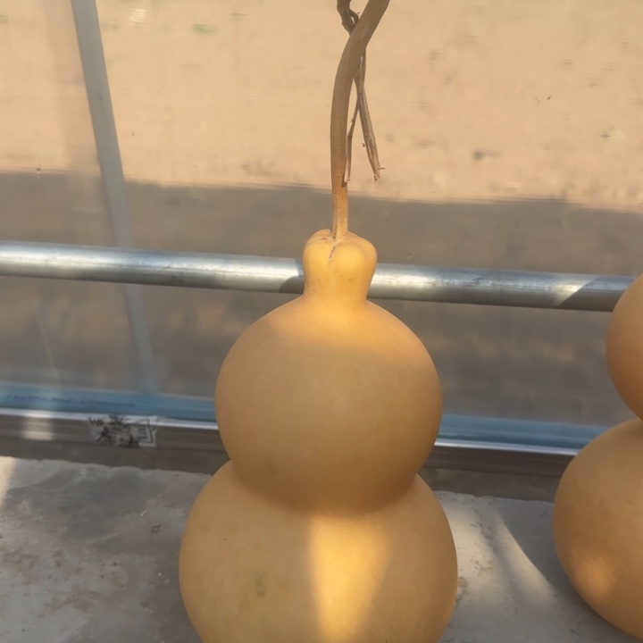 咕噜咕噜咕噜互兔举行