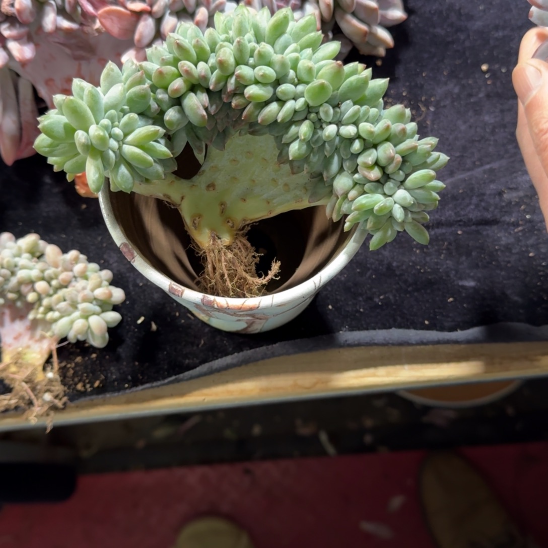 奶糖缀化一物一拍