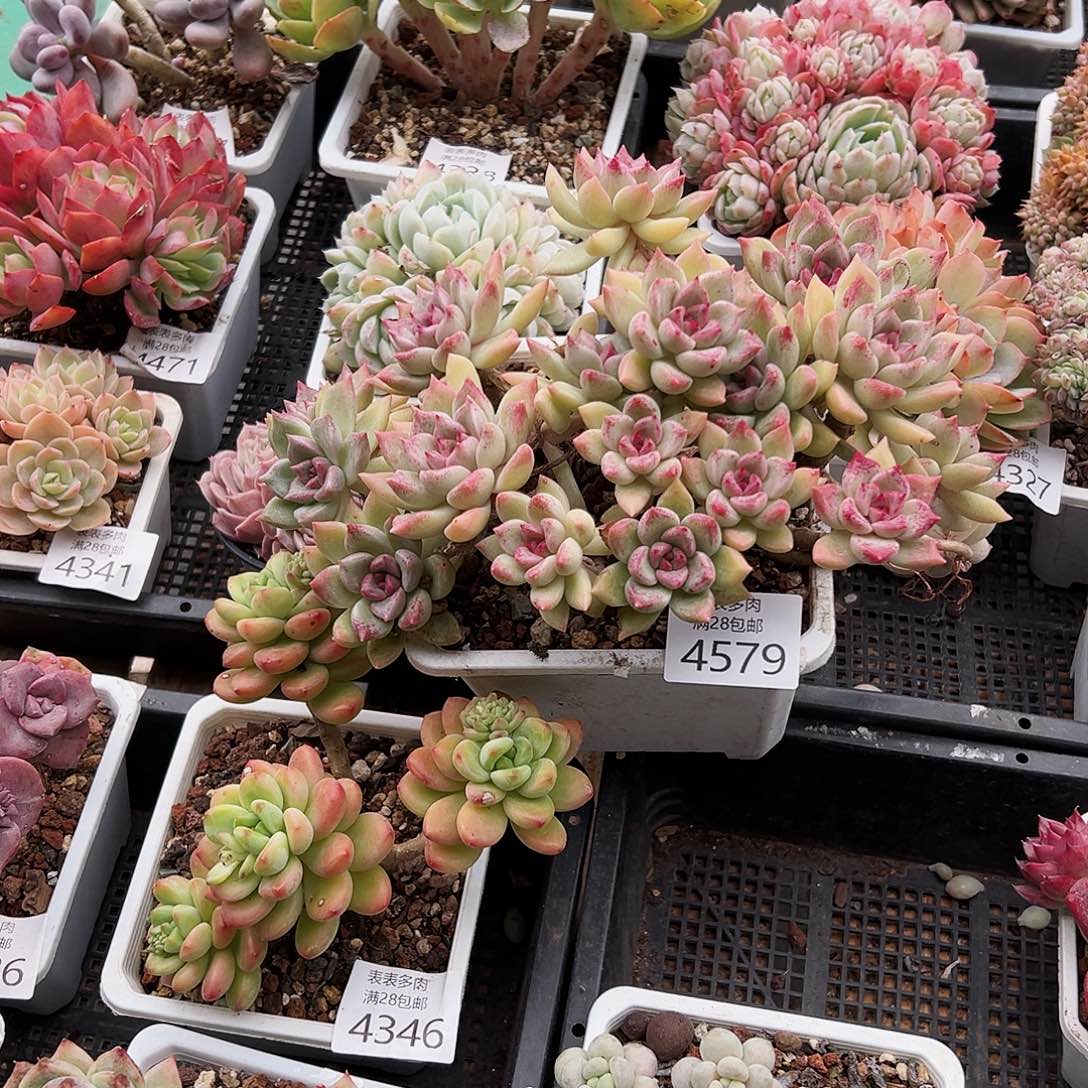 9号小***店我们的确是4579