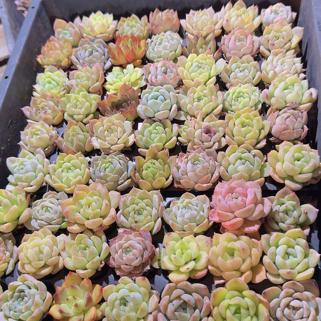 直播福利一物一拍230