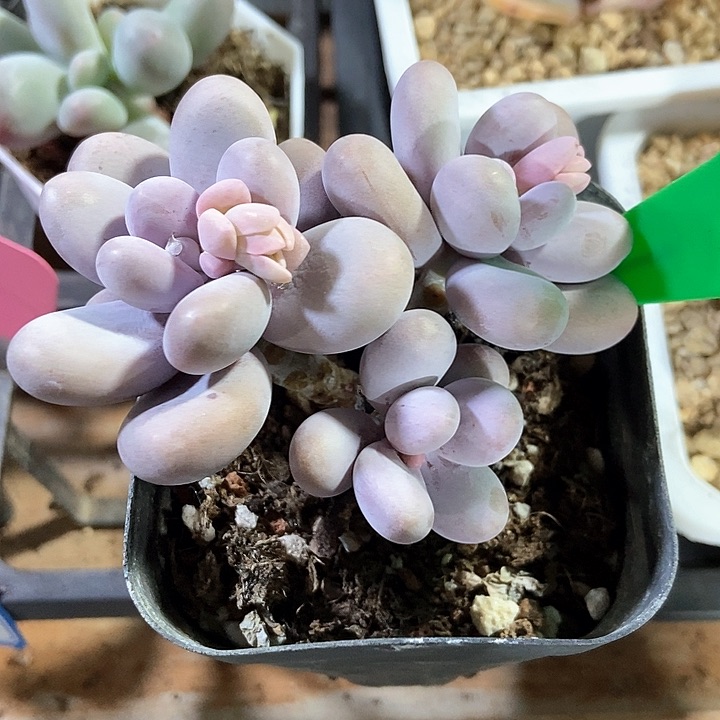 多肉植物奶酪619