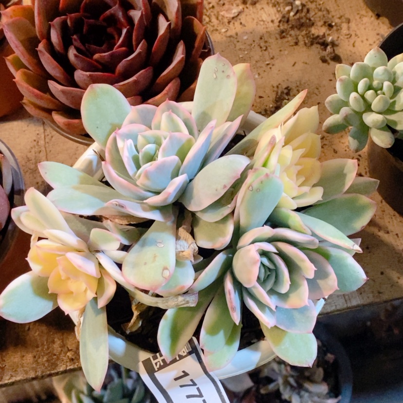 【闪购商品】绮罗锦1777