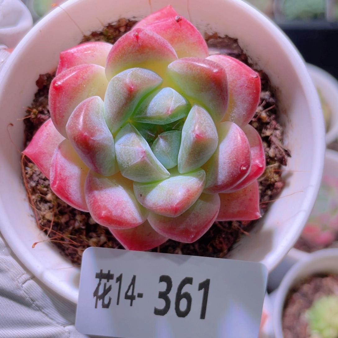 花利美14-361刚毅