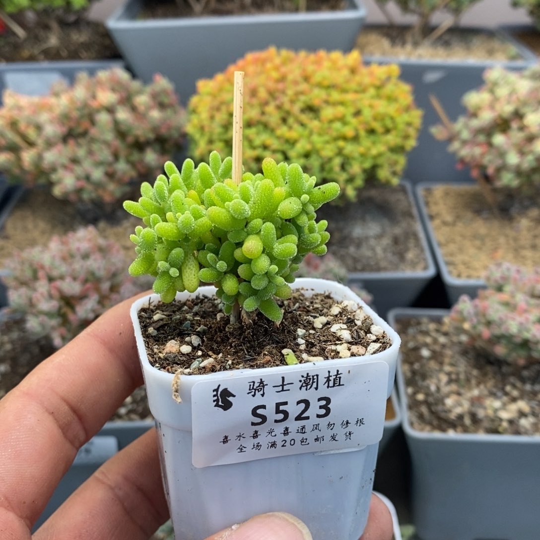 523蜜橘糖球枝干