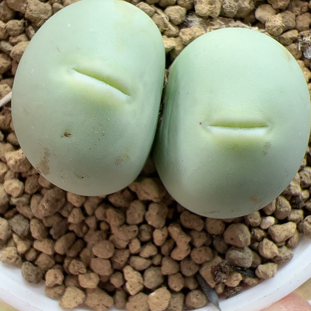 【闪购商品】293 嘟嘴鸽子蛋