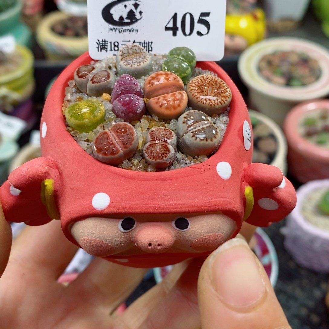 生石花花花花花花花花405