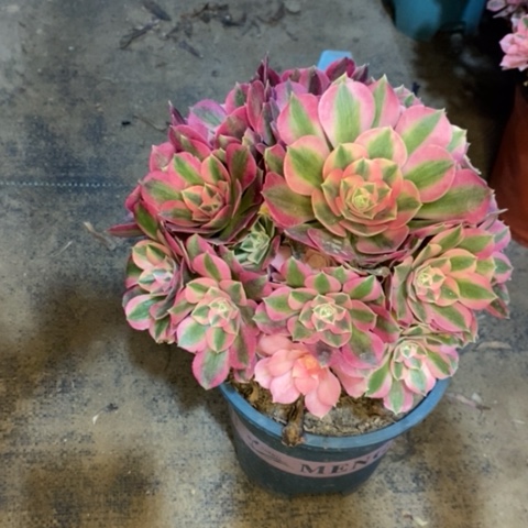 粉女巫多肉植物034