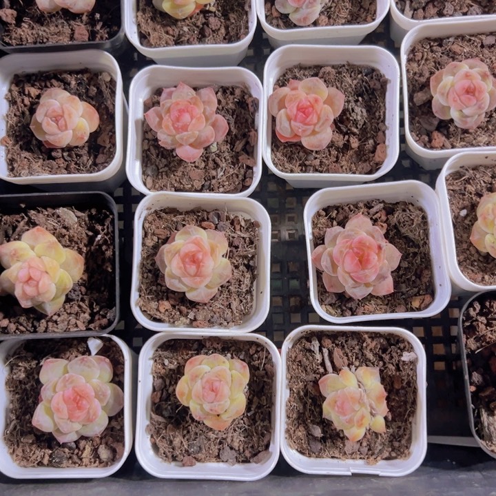 珍妮糖心精品多肉植物大战