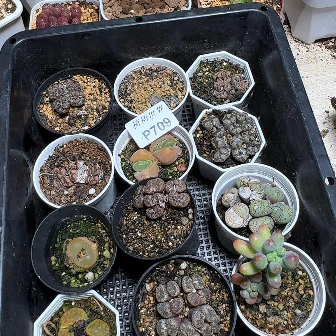 709盒多肉植物哇g b
