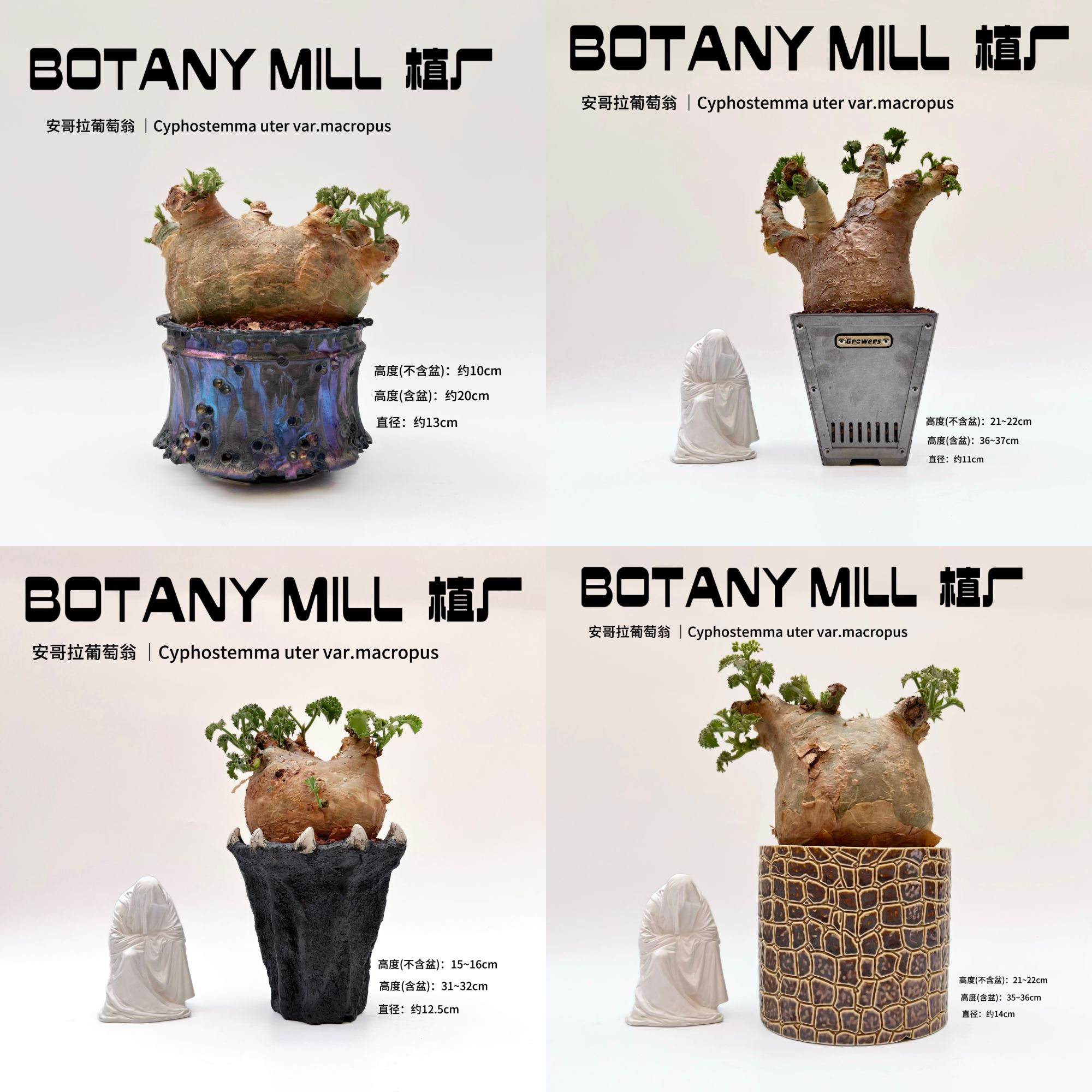 植厂 实生 安哥拉葡萄翁  潮流块根植物 包邮